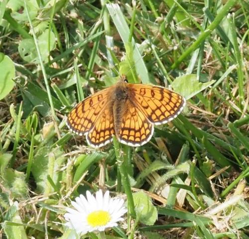Melitaea parthenoides